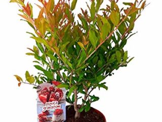 Granado (Punica granatum) Árbol frutal. Perfecto para huerto urbano, prebonsai, bonsai o para plantar en exterior. Vivero especializado en plantas del mediterráneo