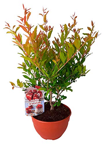 Granado (Punica granatum) Árbol frutal. Perfecto para huerto urbano, prebonsai, bonsai o para plantar en exterior. Vivero especializado en plantas del mediterráneo