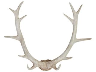 Hansmeier Cornamenta de ciervo rústico | Negro | Para interior, exterior, balcón y jardín | 54 x 40 x 14 cm | Cornamenta de ciervo | Decoración de pared (Bianco)
