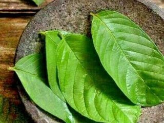 HoitoDeals Hojas de guayaba naturales secas frescas orgánicas (200 g)