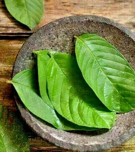 HoitoDeals Hojas de guayaba naturales secas frescas orgánicas (200 g)