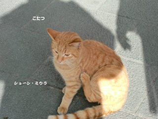 Kotatsu (Japanese Edition)
