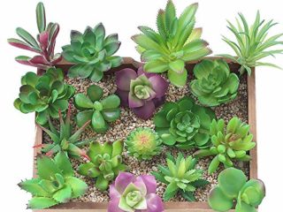 KUUQA 16 piezas de plantas artificiales carnosas mixtas, tallos de decoración sin maceta, plantas carnosas de imitación, surtidas, para decoración del hogar, decoración de pared, jardín, bricolaje