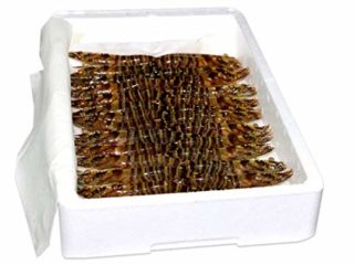 Langostino, HUELVAMAR, VIVO, 30/40 piezas por kilo - Caja de1 kg.