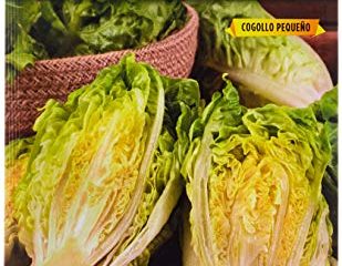 Lechuga LITTLE GEM - COGOLLO
