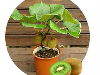 libere la nave 1seeds Tailandia mini fruta de kiwi (40) Semillas de plantas Bonsai, kiwi delicioso Pequeño frutales de pepita