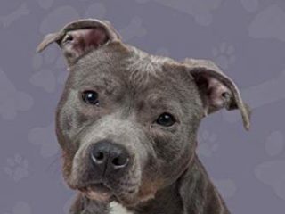 Libro Del Cuidado De Mi Perro: Diario De Salud Para Perros - Pitbull terrier - American Stanford