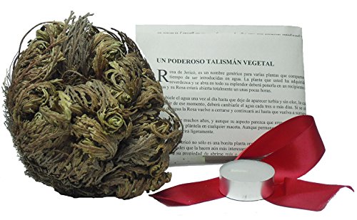 MERCAVIP Thermovip Rosa de Jericó tamaño Mediano 5 a 7cm. Gratis una Vela de té, una Cinta roja, oraciones y peticiones