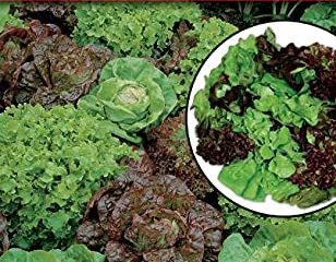 Mezcla de Ensaladas MESCLUM