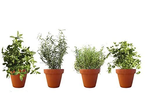 PACK PLANTAS AROMÁTICAS COCINA 2. 1 MENTA, 1 TOMILLO, 1 ROMERO, 1 PEREJIL. Plantas aromáticas naturales, Altura: 30 centimetros cada una, contenedor 13-14 cm. ENVIOS SOLO PENINSULA