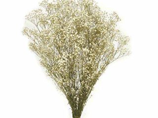 Paniculata Preservada.Ramo Novia. Extra Largo 60 cm. Flores Naturales para Decoración. Ramos de Flores preservadas.Flores secas decoración. Paniculata para Novia (Natural)
