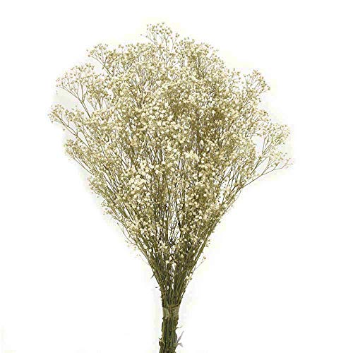 Paniculata Preservada.Ramo Novia. Extra Largo 60 cm. Flores Naturales para Decoración. Ramos de Flores preservadas.Flores secas decoración. Paniculata para Novia (Natural)