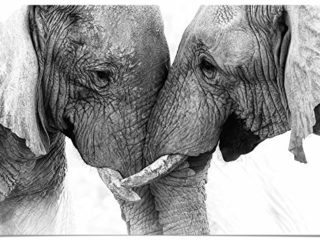 Panorama Poster Pareja Elefantes 100x70cm - Impreso en Papel 250gr - Poster de Animales - Cuadros Decorativos de Animales - Cuadros Salón Modernos - Cuadros Dormitorio