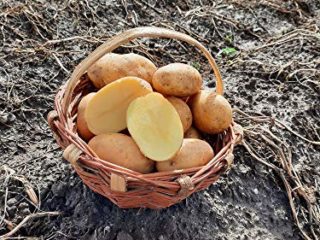 PATATA DE GALICIA SELECCIÓN ESPECIAL FREIR VARIEDAD AGRIA CAJA 10 KG