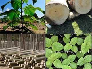 Paulownia elongata más de 100 semillas frescas regalo real árbol de crecimiento rápido