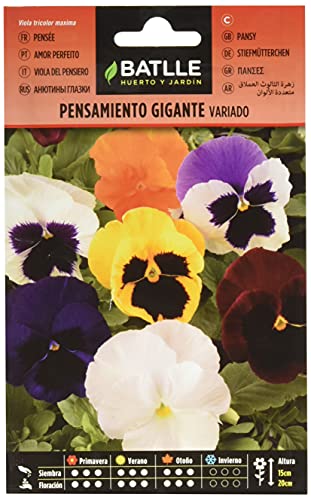 Pensamiento Gigante VARIADO