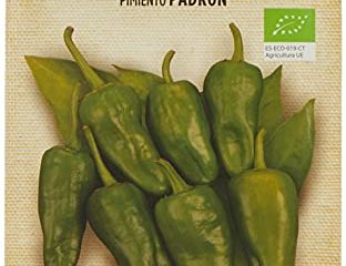 Pimiento PADRON - ECO