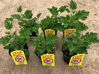 Planta Antimosquitos-Citronella-Pack 6 Plantas - Geranio (Pelargonium Graveolens)-Planta Aromática-Planta Natural- 13 cm ø - Vipar Garden 7