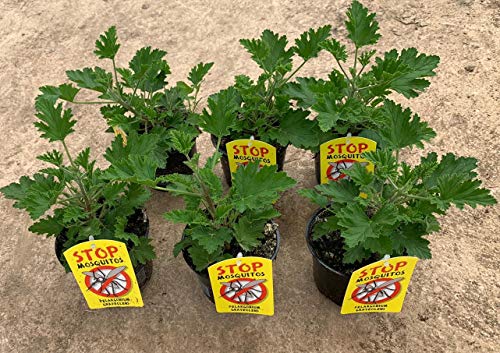 Planta Antimosquitos-Citronella-Pack 6 Plantas - Geranio (Pelargonium Graveolens)-Planta Aromática-Planta Natural- 13 cm ø - Vipar Garden 7