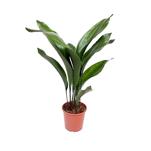 Planta de interior – Pilistra – Altura: 70 cm