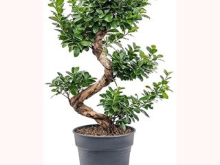 PLANTA NATURAL DE FICUS MICROCARPA BONSAI M34 140CM PERFECTO PARA INTERIOR