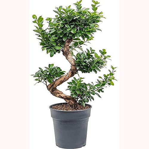 PLANTA NATURAL DE FICUS MICROCARPA BONSAI M34 140CM PERFECTO PARA INTERIOR