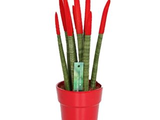 PLANTA NATURAL SANSEVIERIA CILINDRICA PINTADA M12 40CM PERFECTA PARA DECORACIÓN DE INTERIOR (Rojo)