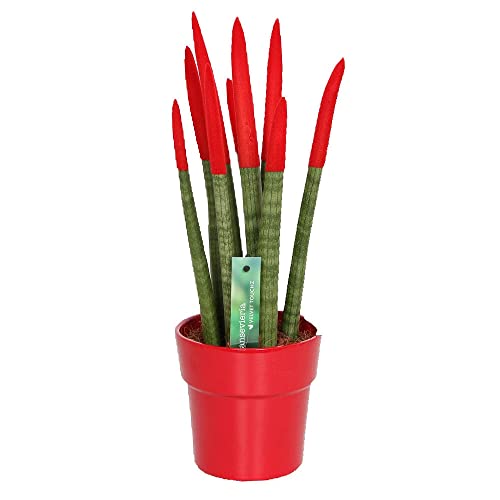 PLANTA NATURAL SANSEVIERIA CILINDRICA PINTADA M12 40CM PERFECTA PARA DECORACIÓN DE INTERIOR (Rojo)