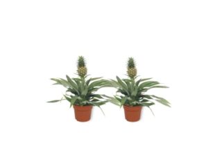 Plantas de piña (Piña Comosus) | Plantas de habitaciones tropicales | Altura 35 – 40 cm | Maceta 12 cm (2)