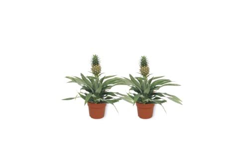 Plantas de piña (Piña Comosus) | Plantas de habitaciones tropicales | Altura 35 – 40 cm | Maceta 12 cm (2)