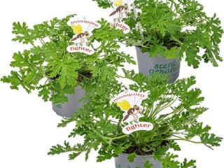 Plantas Repelentes de Insectos Set de 3 Geranios Antimosquitos Aroma Limón o Citronela