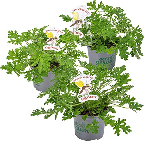 Plantas Repelentes de Insectos Set de 3 Geranios Antimosquitos Aroma Limón o Citronela