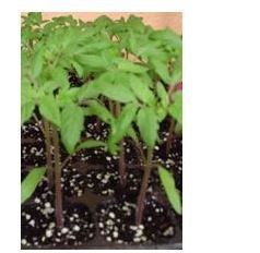 PLANTEL TOMATE ROSA DE BARBASTRO 24 PLANTAS
