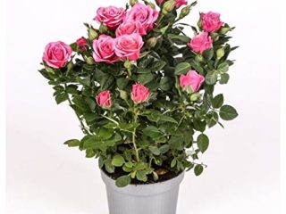Rosal mini - PACK 4 unidades - maceta 10,5cm. - altura total aprox. 30cm. - planta viva - (envíos sólo a península)