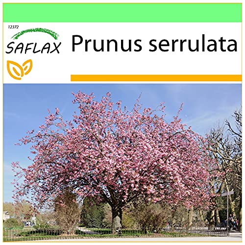 SAFLAX - Cerezo japonés - 30 semillas - Prunus serrulata