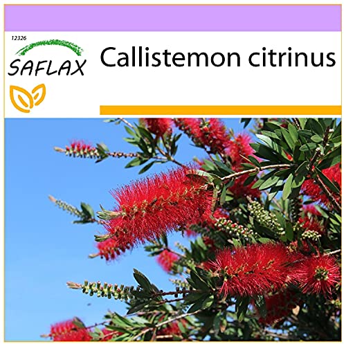 SAFLAX - Árbol del cepillo - 400 semillas - Callistemon citrinus