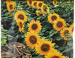 Semillas Batlle Girasol para pipas