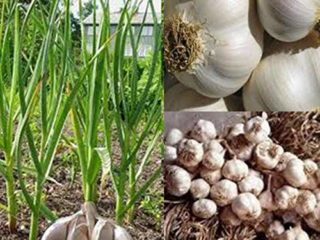 Semillas para plantar, 50 semillas gigantes de ajo para el hogar, jardín, granja, plantación de vegetales nutritivos, semillas de ajo