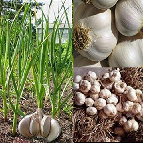 Semillas para plantar, 50 semillas gigantes de ajo para el hogar, jardín, granja, plantación de vegetales nutritivos, semillas de ajo
