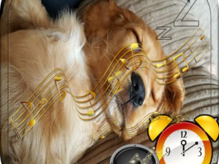 Tonos De Alarmas Despertador