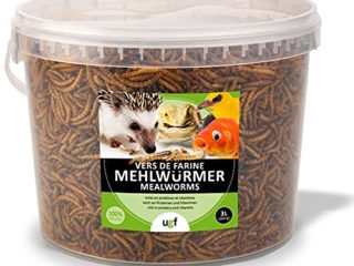 UGF - Gusanos de Harina Secos Premium Cubo de 3 litros, Comida para Pájaros Salvajes, Comida para Erizos, Comida para Ardillas, Comida para Patos. Gusanos de la Harina para Aves Silvestres