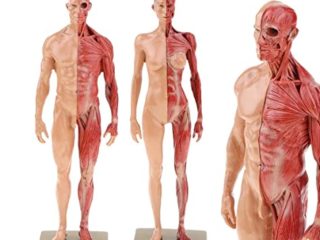 UIGJIOG Modelo de anatomía Humana Modelo de anatomía Masculina y Femenina Figura (30 cm) para el Kit de Estudio anatómico médico Escolar, Referencia anatómica para Artistas de 2 Piezas