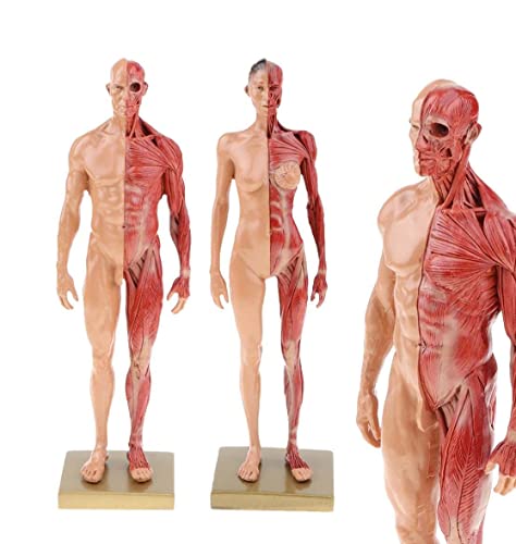 UIGJIOG Modelo de anatomía Humana Modelo de anatomía Masculina y Femenina Figura (30 cm) para el Kit de Estudio anatómico médico Escolar, Referencia anatómica para Artistas de 2 Piezas