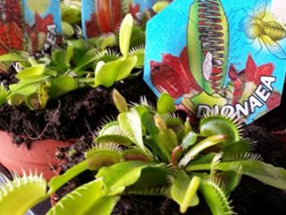 Venus Atrapamoscas - Dionaea - Maceta 9cm. - Planta viva - (Envíos sólo a Península)