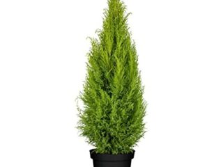 Verdecora Cipres Cupressus Macrocarpa Wilma| Ciprés de Monterrey, Ciprés de Limón | Planta natural de exterior con olor a limón (Maceta 5 Litros) (Altura total aproximada 60-65cm)