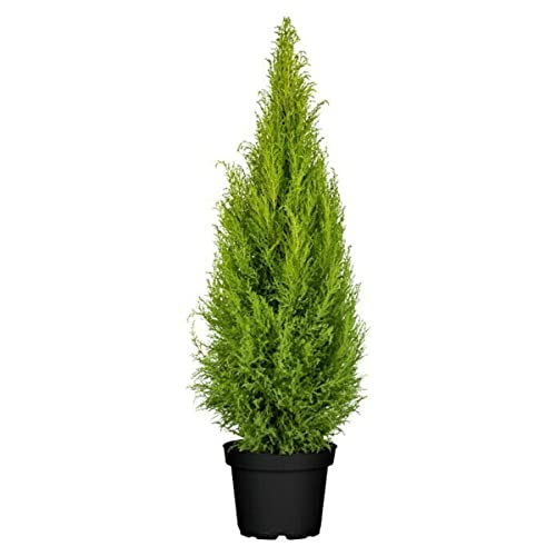 Verdecora Cipres Cupressus Macrocarpa Wilma| Ciprés de Monterrey, Ciprés de Limón | Planta natural de exterior con olor a limón (Maceta 5 Litros) (Altura total aproximada 60-65cm)
