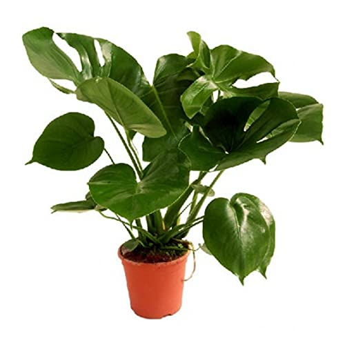VERDECORA - Planta de Interior Natural - Costilla de Adán o Monstera Deliciosa - Maceta 3 Litros - Altura 50 - 65cm - Planta Natural Viva