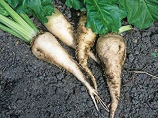 VISA STORE 125 semillas de remolacha azucarera que brota MicroGreen Jardín