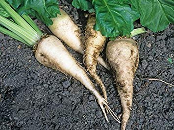 VISA STORE 125 semillas de remolacha azucarera que brota MicroGreen Jardín